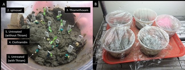 Fig. 2. (A) Set-up for springtail trial in the laboratory. Three insecticide coated seeds were compared with untreated seeds. (B) The springtail containers retained in a controlled conditions in the laboratory. The treatment number in the container corresponds to the insecticide coating.