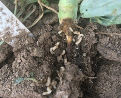 Fig. 1. Cabbage maggots feeding on broccoli roots