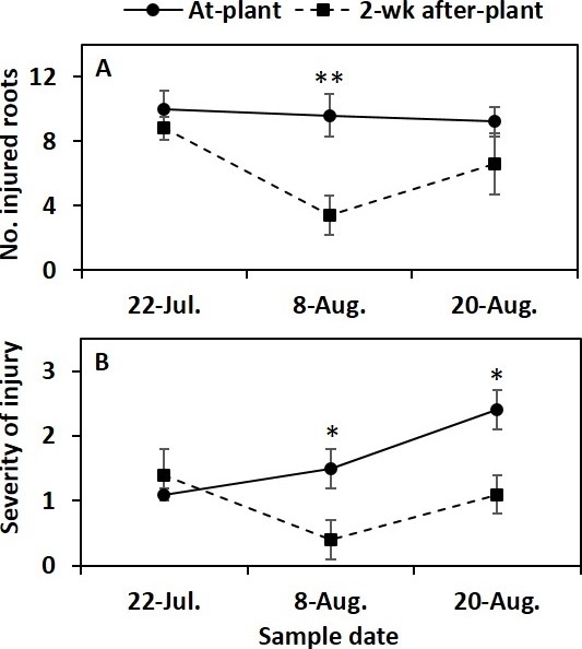 Fig. 3. (A) number of cabbage infested turnip roots, and (B) severity of feeding injury