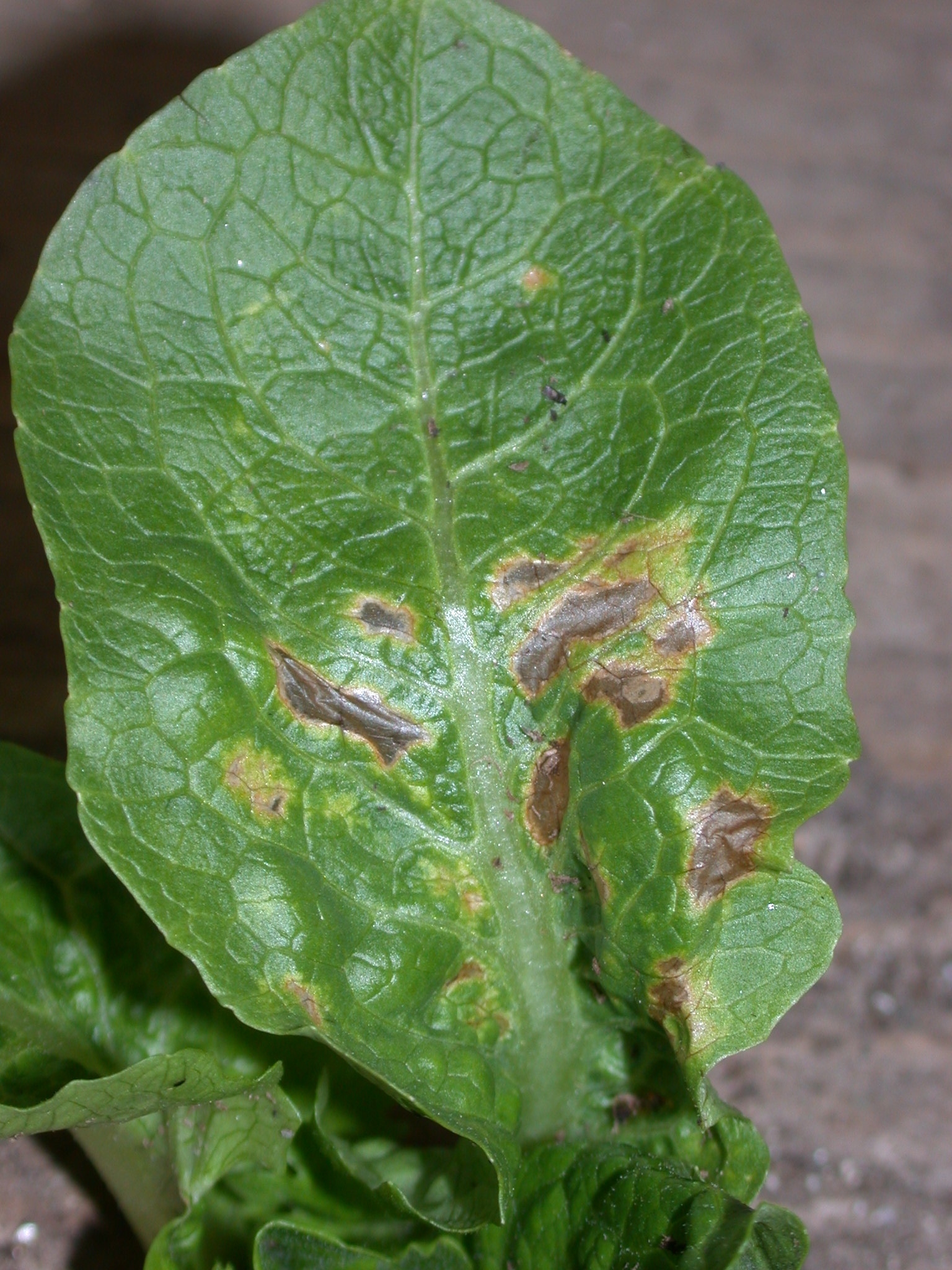 frost damage on plants