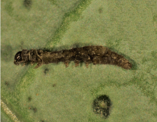 Fig. 2. Dark colored insecticide-poisoned and dead Diamondback larva collected from an insecticide treated broccoli field.