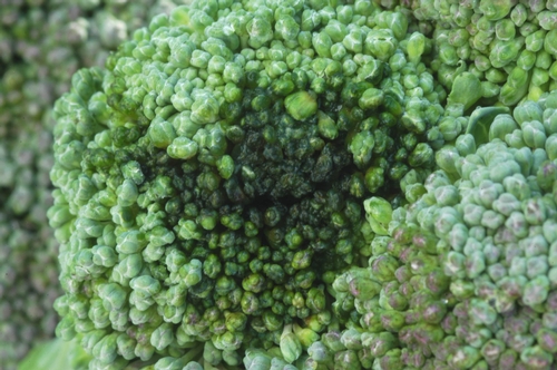 Broccoli hdrot 1