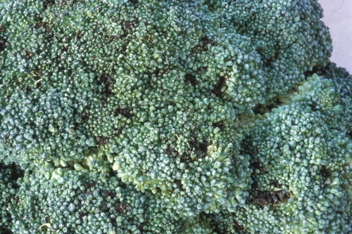 Broccoli Alt head rot
