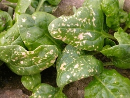 Heavy, blotchy distribution of herbicide