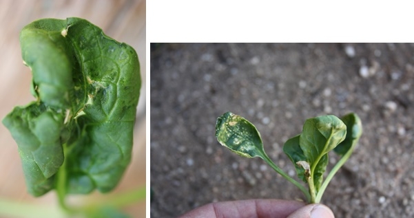 Spotting/necrosis that occurs on young, expanding leaves causes distortion as the leaf continues to grow around the damaged tissue