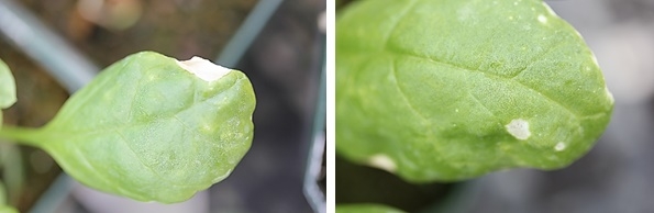 High levels of salts in irrigation water can burn spinach; usually the damage is spots on the leaf surface or more commonly, on the margins of the leaves