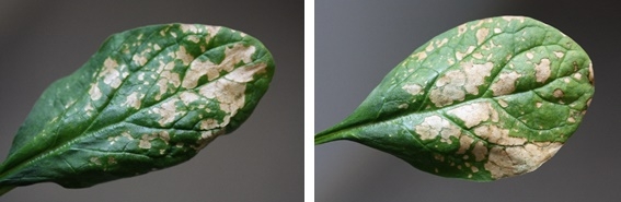 Water stress symptoms often occur as interveinal and blotchy necrotic areas on the leaf