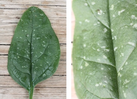 Hail damage causes damage to the epidermis of the leaf giving a light green appearance to the lesion