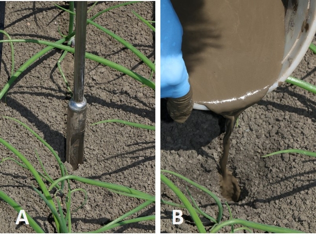 Figure 7. Auger a hole with a soil probe to a depth one or two inches less than the intended depth of the tensiometer (A) Pouring a soil slurry in the hole will help create good hydraulic contact between the ceramic cup and the surrounding soil (B).