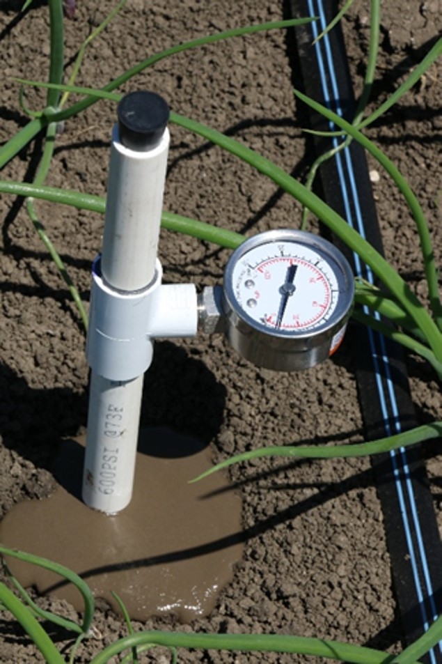 Figure 8. A newly installed tensiometer in a drip irrigated onion crop.
