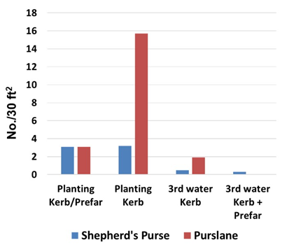 Figure 2. Efficacy of Kerb applied at 3.5 pints/A at planting or in the 3rd germination water; crop was romaine. Note that applying the Kerb after the first heavy application of germination water greatly improved its effectiveness.