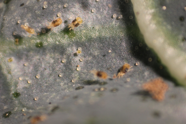 Two spotted spider mite under magnification