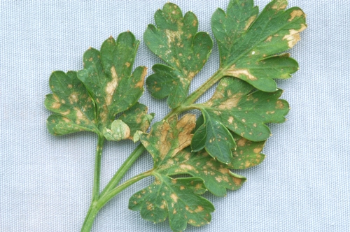 Bacterial leaf spot of parsley.