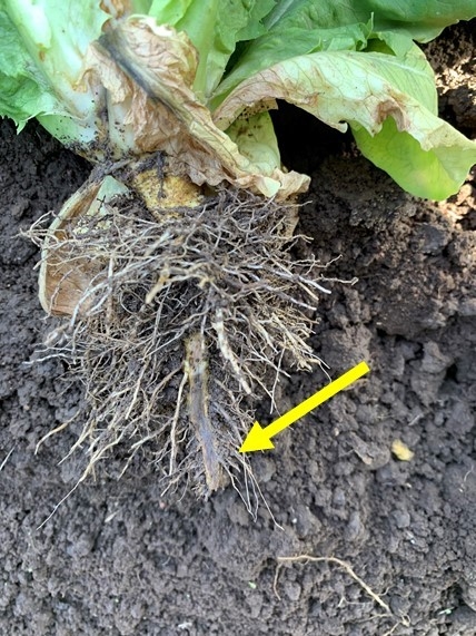 Photo 4- Pythium infection on tap root