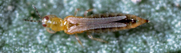 Guidelines for Managing Western Flower Thrips in California