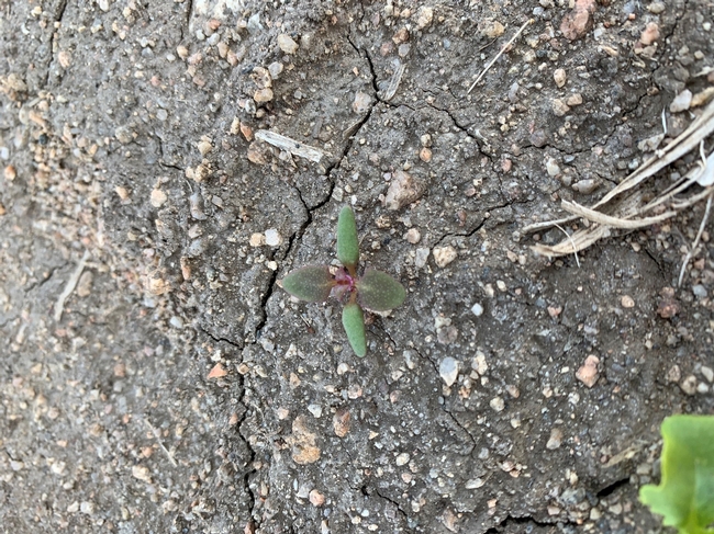 Photo 2 - Oakleaf goosefoot seedling