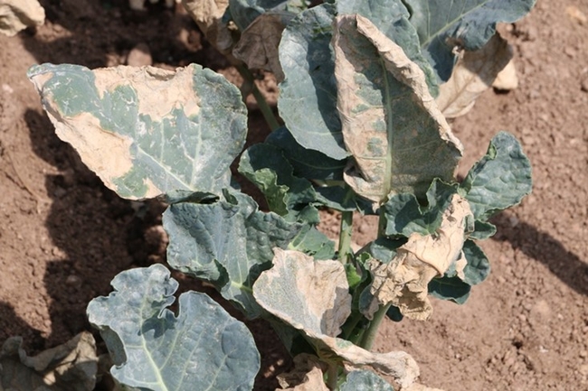 Figure 2.  Heat damage on broccoli leaves