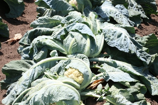 Figure 5.  Insufficient soil moisture during hot periods can lead to severe wilting of cool season vegetables such as cauliflower.