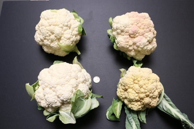 Figure 6.  Sun exposure during a period of wilting in cauliflower can cause discoloration and sunburning of curds.