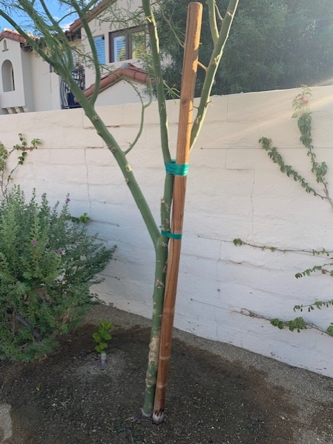 stakes should be removed from this palo verde