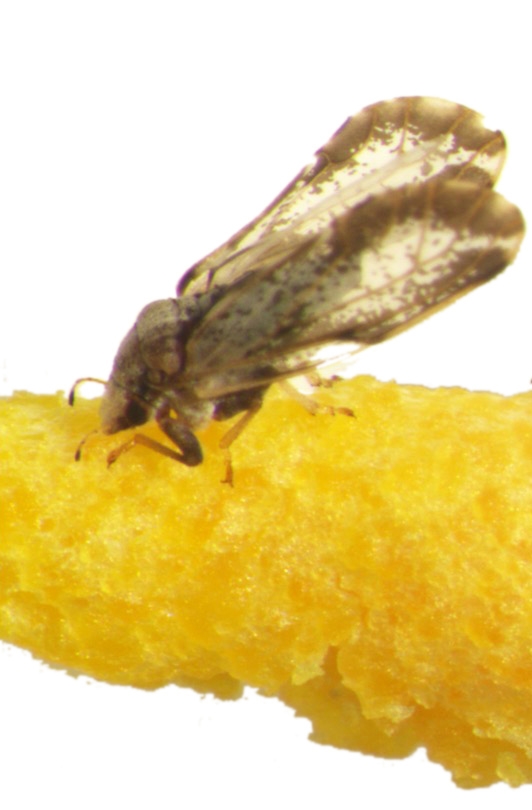 Dead psyllid in feeding position on Specialized Pheromone and Lure Application Technology (SPLAT®). Photo credit: Justin George and Stephen Lapointe.