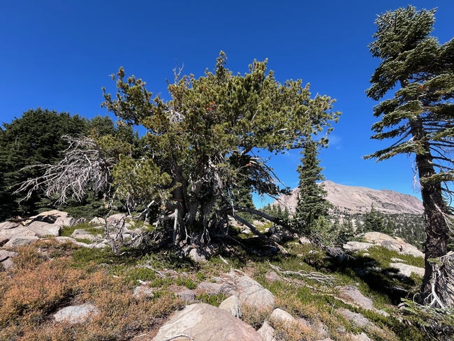 An old whitebark pine at Lassen Volcanic National Park. Photo C. Jordan