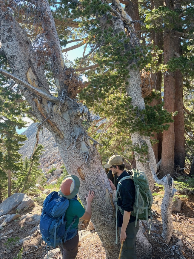 Researchers with the Klamath Inventory and Monitoring Network assess cankers on a whitebark pine affected by blister rust at Lassen Volcanic National Park. Photo C. Jordan