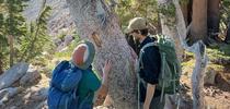 Researchers with the Klamath Inventory and Monitoring Network assess cankers on a whitebark pine affected by blister rust at Lassen Volcanic National Park. Photo C. Jordan for Shasta Forests Blog Blog