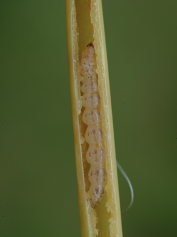 An insect larva is visible inside a stem of rice