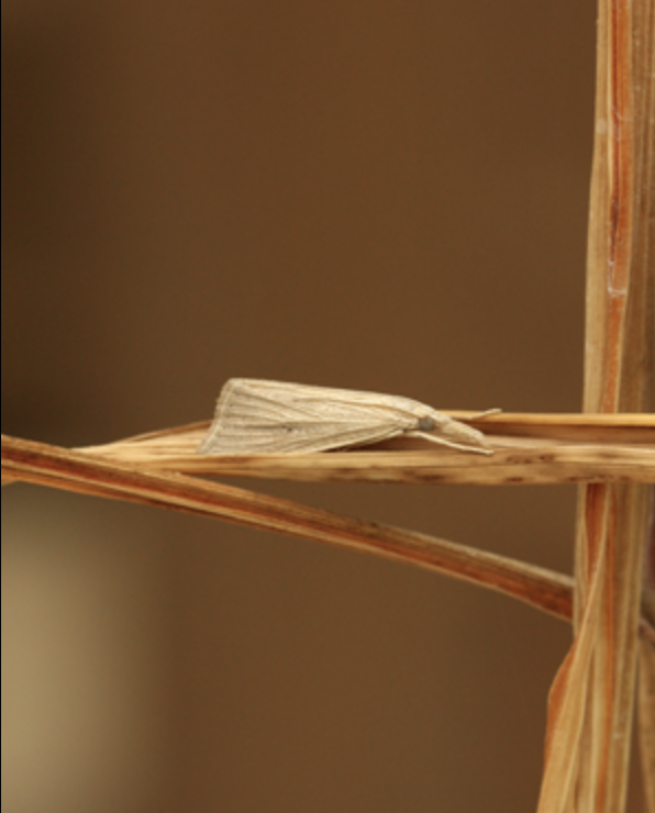 A moth sits on a blade of rice