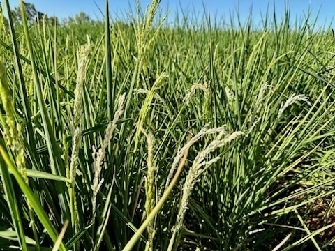 A mature rice plant with grain in a filed is pictured. The grains are white instead of green or brown.