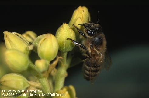According to a UC Berkeley news report,about one-third of the value of California agriculture comes from pollinator-dependent crops, representing anet value of $11.7 billion per year