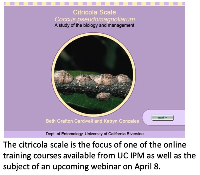 Citricola scale online course title screen