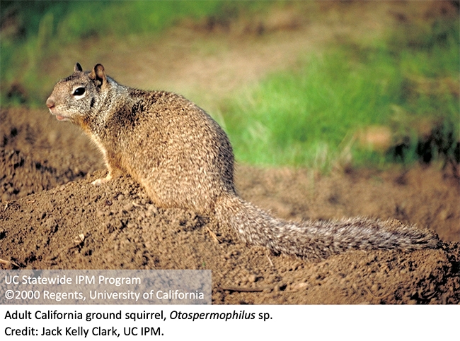 Adult California ground squirrel