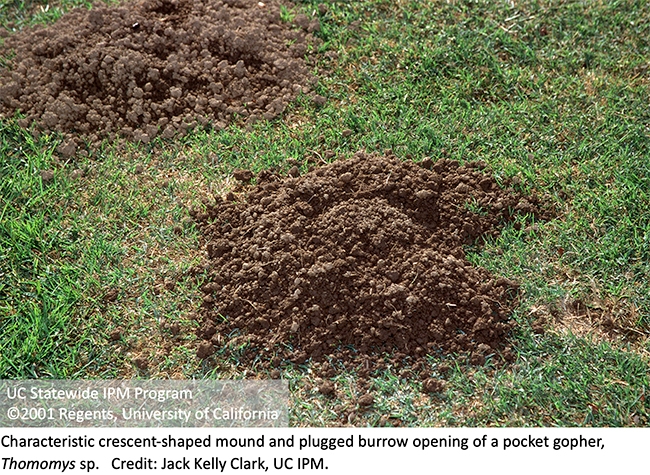 Crescent-shaped mound and plugged burrow opening of a pocket gopher