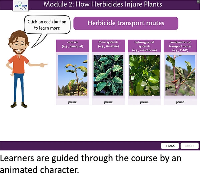 Screen from the course, Module 2: How Herbicides Injure Plants with cartoon person and text bubble “Click on each button to learn more”. Person is pointing to the images demonstrating different herbicide transport routes including contact (e.g. paraquat), foliar systemic (e.g. simazine), below ground systemic (e.g. mesotrione), and combination of transport routes (e.g. 2,4-D). Each example is accompanied by a photo of symptoms caused by the given herbicide  on prune.