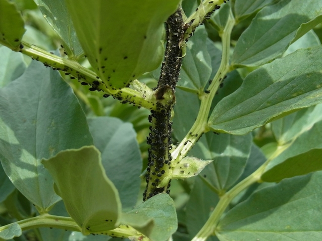 Bean aphids on fava beans