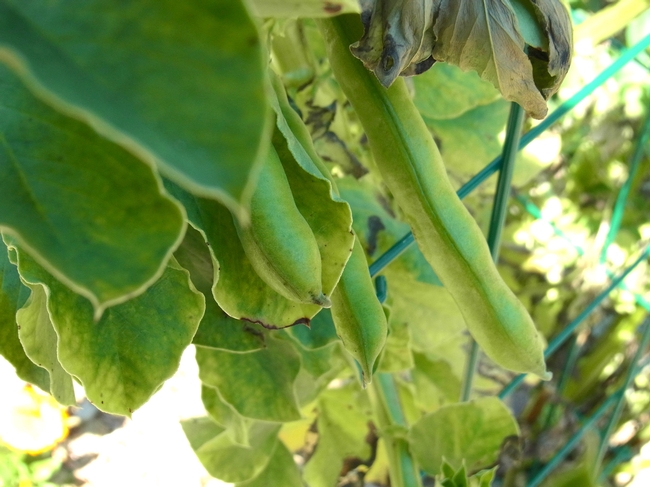 Fava bean pods ready to be harvested