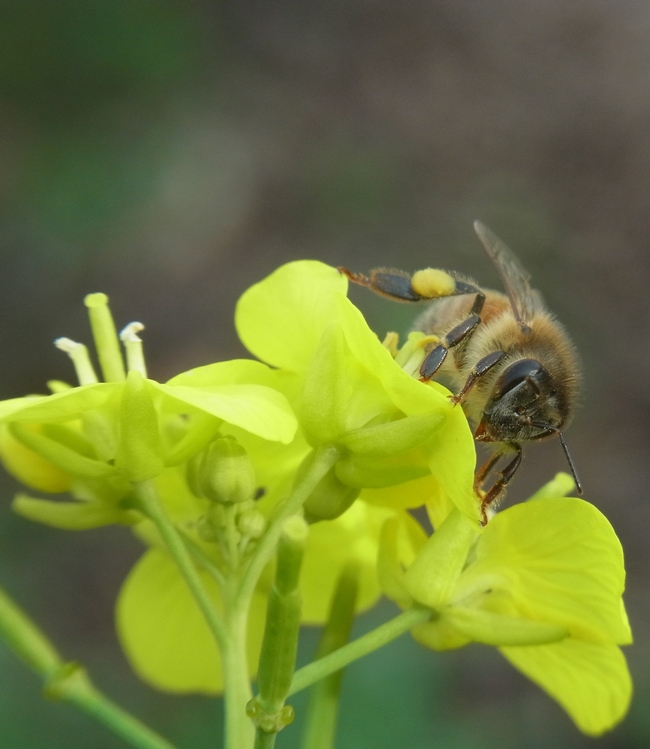 Honey bee with pollen nectaring on bok choy