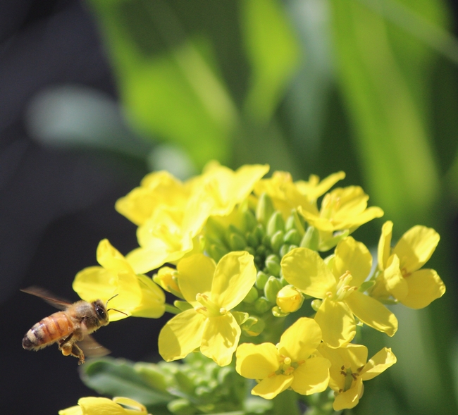 Honey bee lands on bok choy. Note that she has collected pollen from the plant.