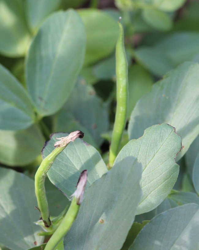 Fava bean pods with flower remnants