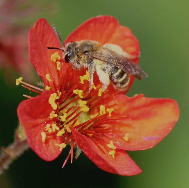 Mining bee on Geum magellanicum