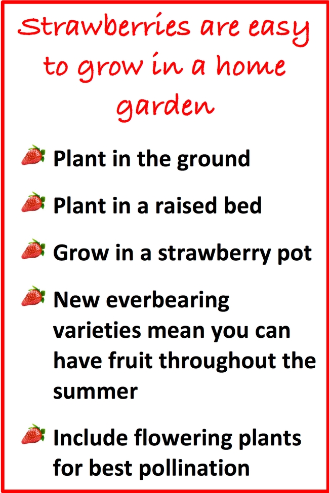 Strawberries are easy to grow