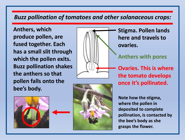 Buzz pollination diagram