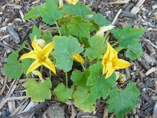 Squash plants in bloom