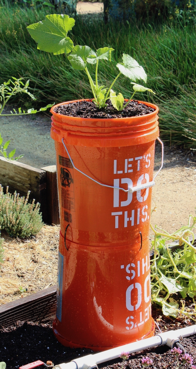 Bucket planter for growing squash in a small space