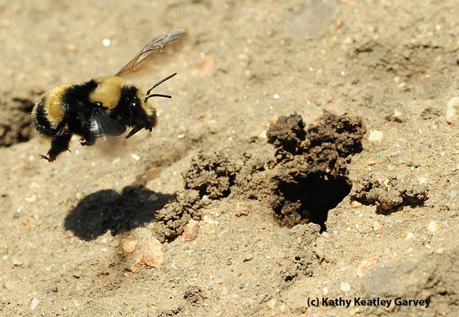 Fuzzy, yellow and black bee emerges from a ground nest.