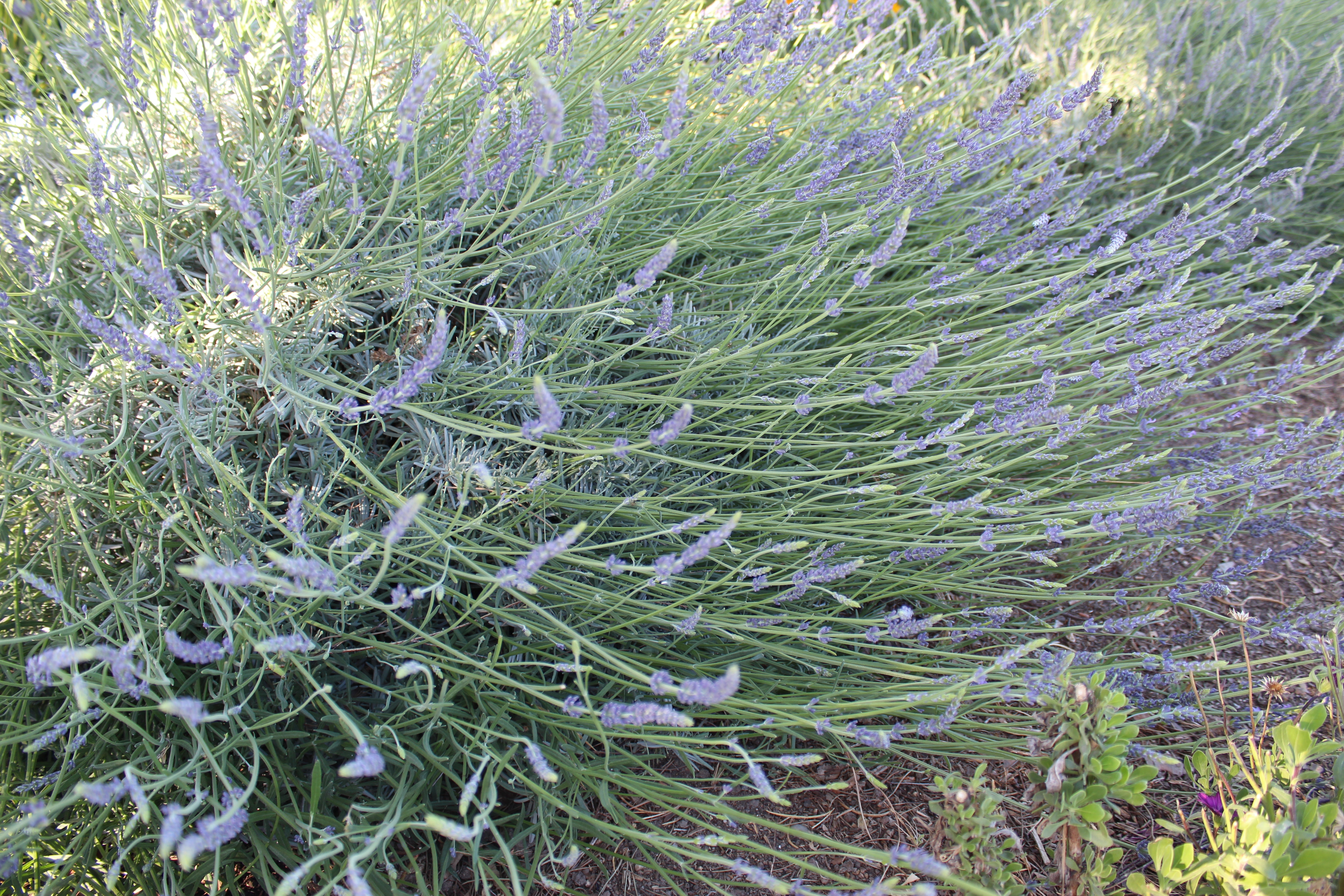 Have You Tried Lavender as an Herb? ~ Monte-Bellaria di California