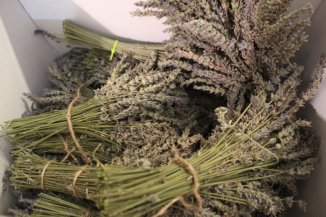 Bunches of drying lavender.