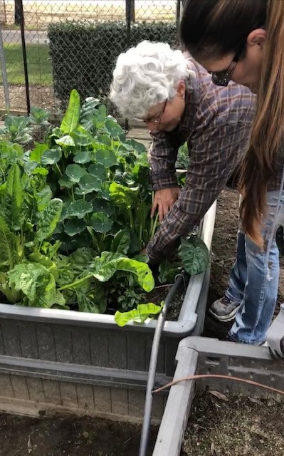 Two people standing over a raised bed of leafy vegetables.